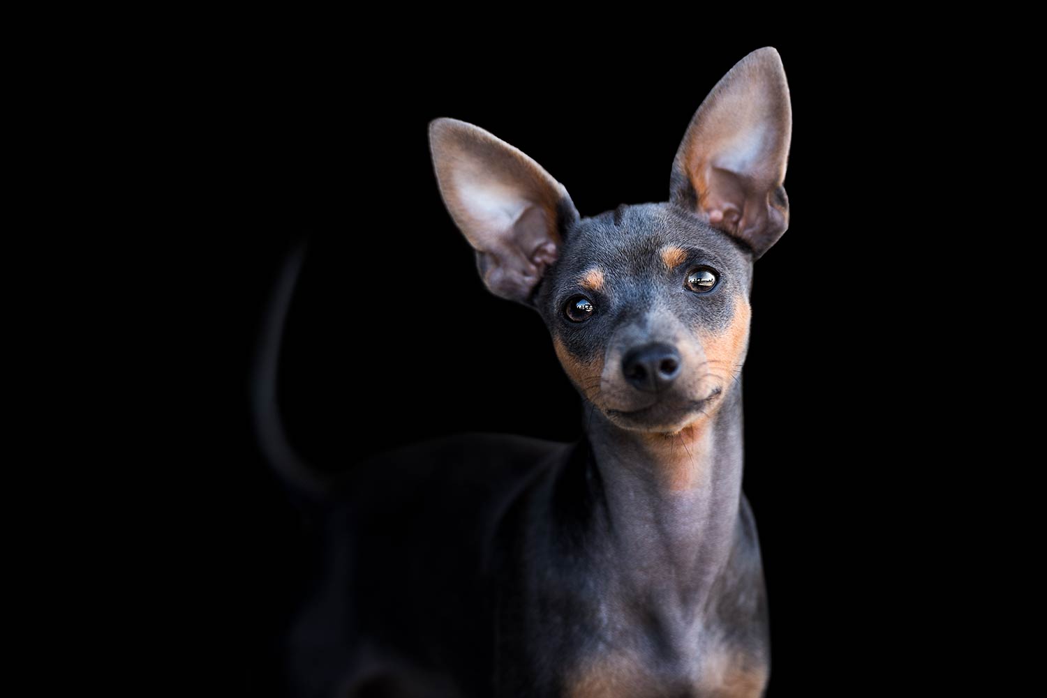 Ein kleiner, aufmerksamer Pinscher mit grossen Ohren und glänzendem schwarzen Fell vor einem dunklen Hintergrund beim Hunde Fotoshooting.
