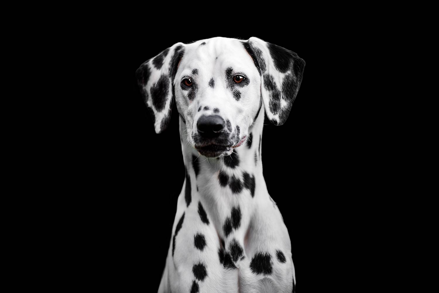 in Dalmatiner mit markanten schwarzen Flecken posiert aufmerksam vor einem komplett schwarzen Hintergrund.