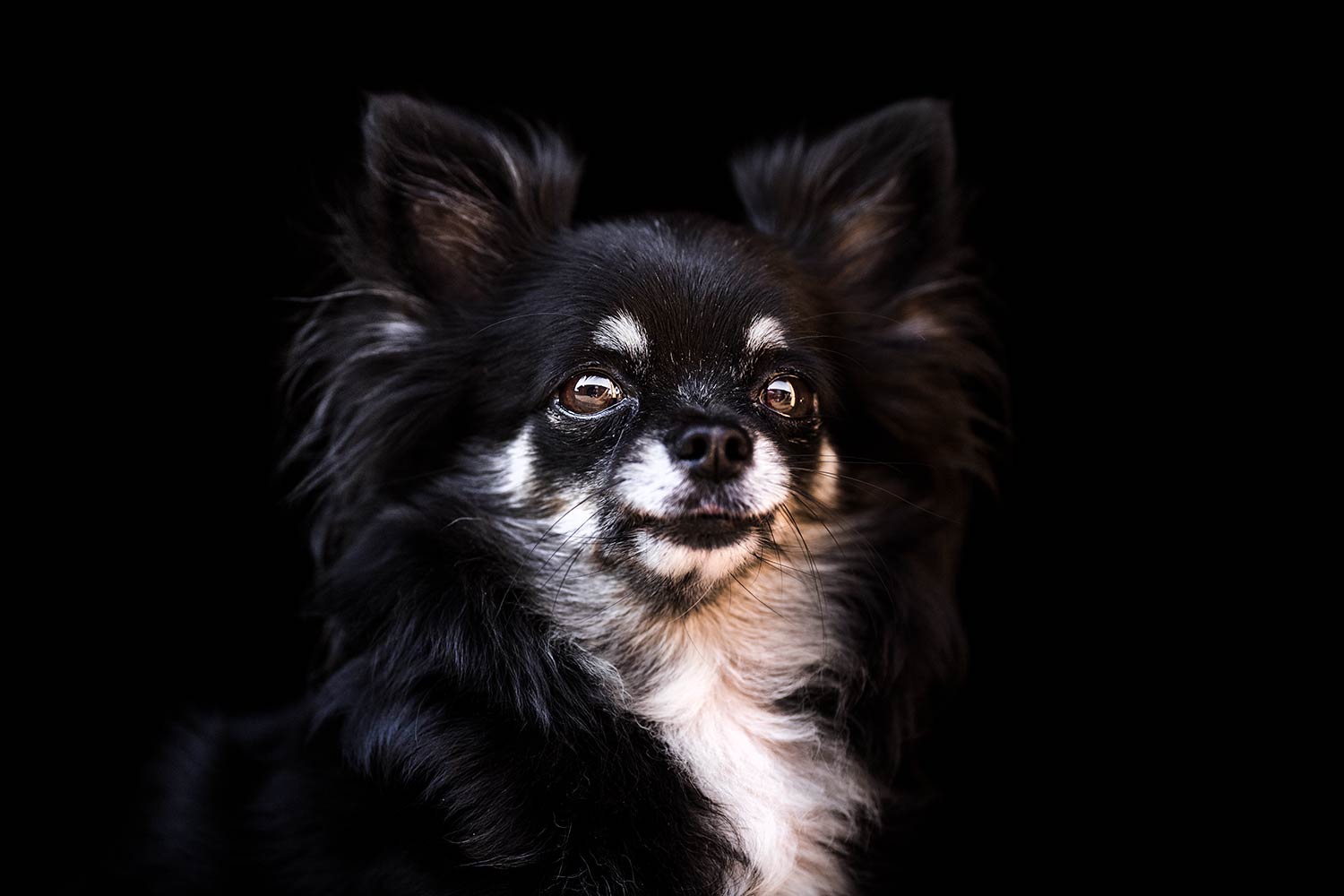 Ein kleiner Chihuahua mit schwarz-weißem Fell schaut aufmerksam, sein Blick wird durch den dunklen Hintergrund betont.