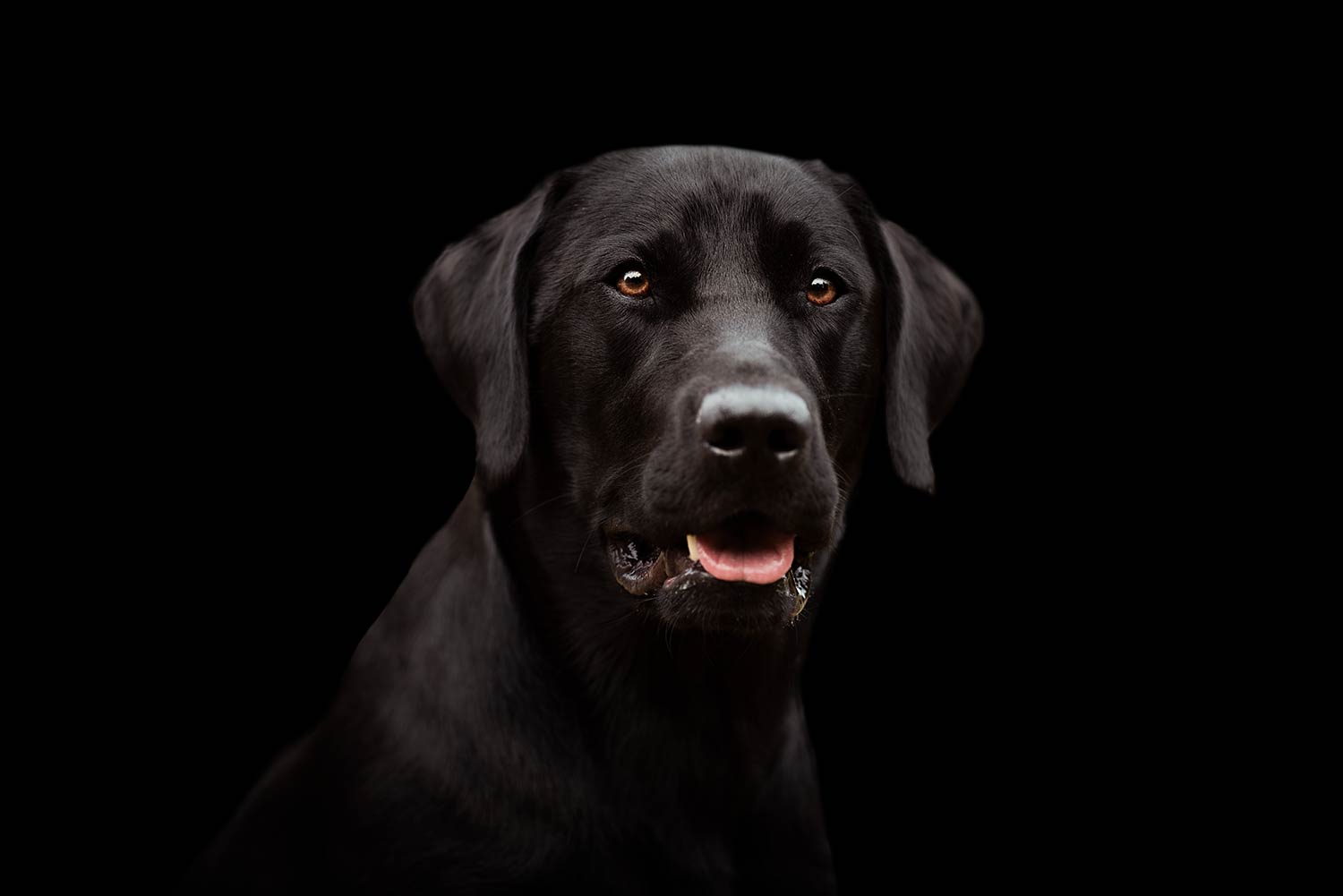 Ein Labrador Retriever blickt in die Kamera, sein glänzendes schwarzes Fell hebt sich vor einem dunklen Hintergrund ab.