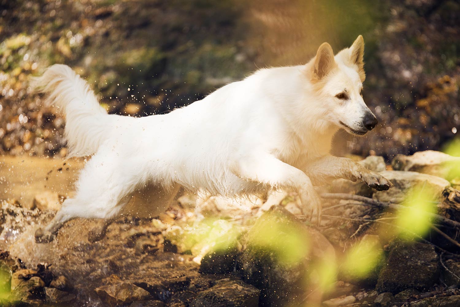 Ein weisser Schärferhund springt agil über einen Wasserlauf im Wald, Wasserperlen fliegen umher.