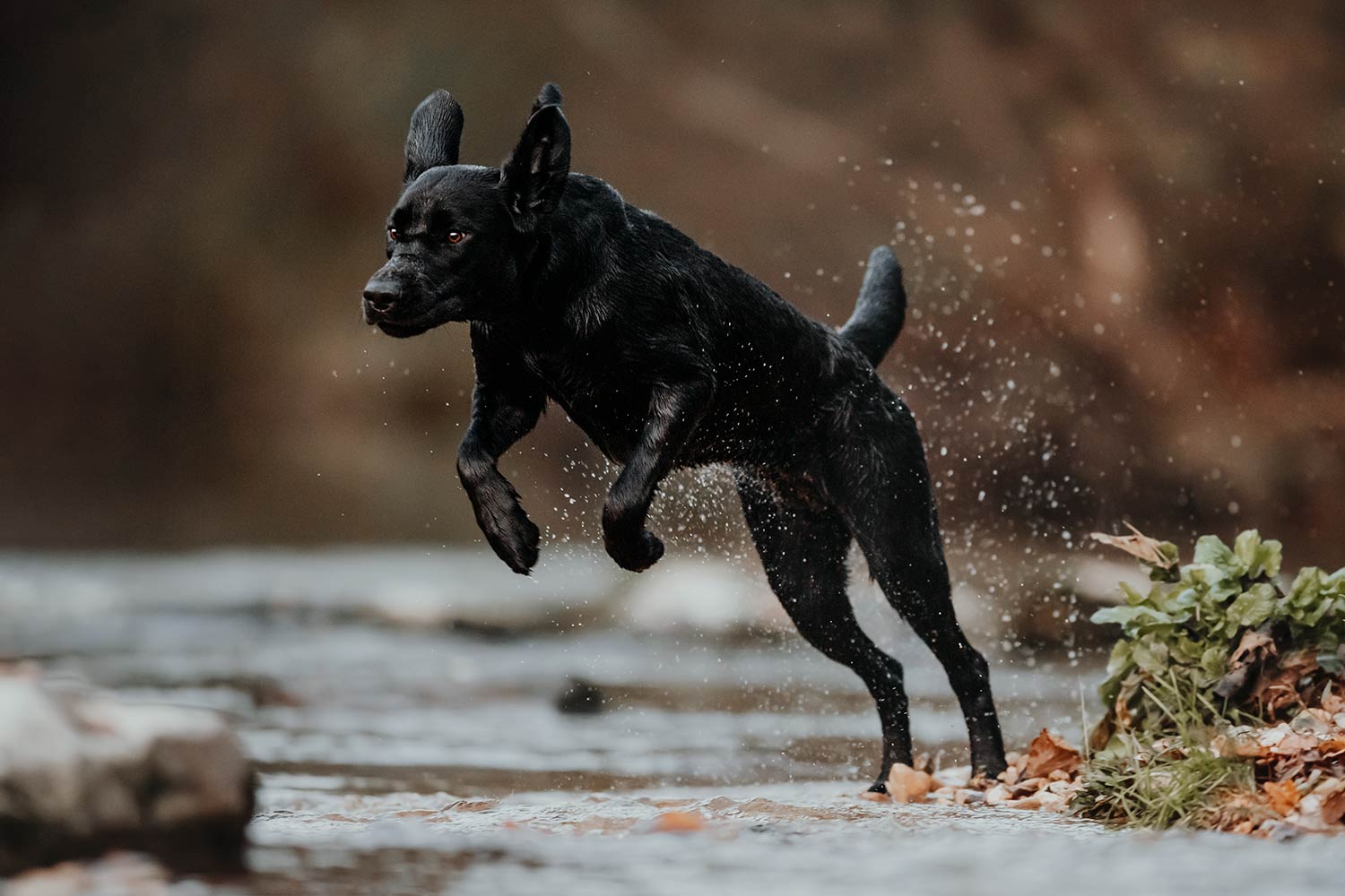 Ein schwarzer Labrador springt mit voller Energie und Freude durch einen flachen Wasserlauf.