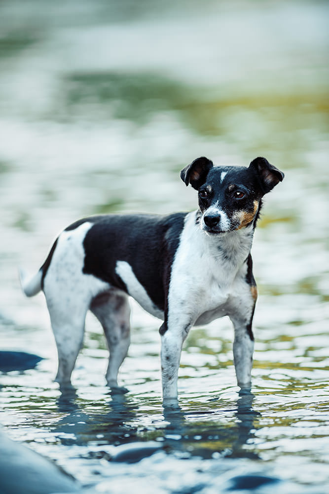 Ein aufmerksamer, schwarz-weisser Hund steht im seichten Wasser und blickt neugierig.