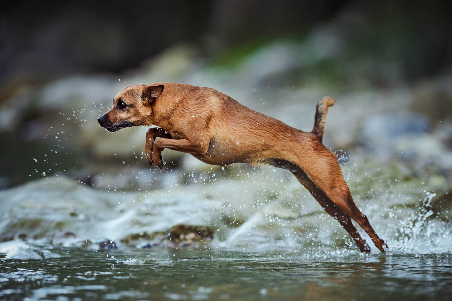 Ein brauner Hund springt lebhaft durch einen Bach, wobei Wasser um ihn herum aufspritzt.