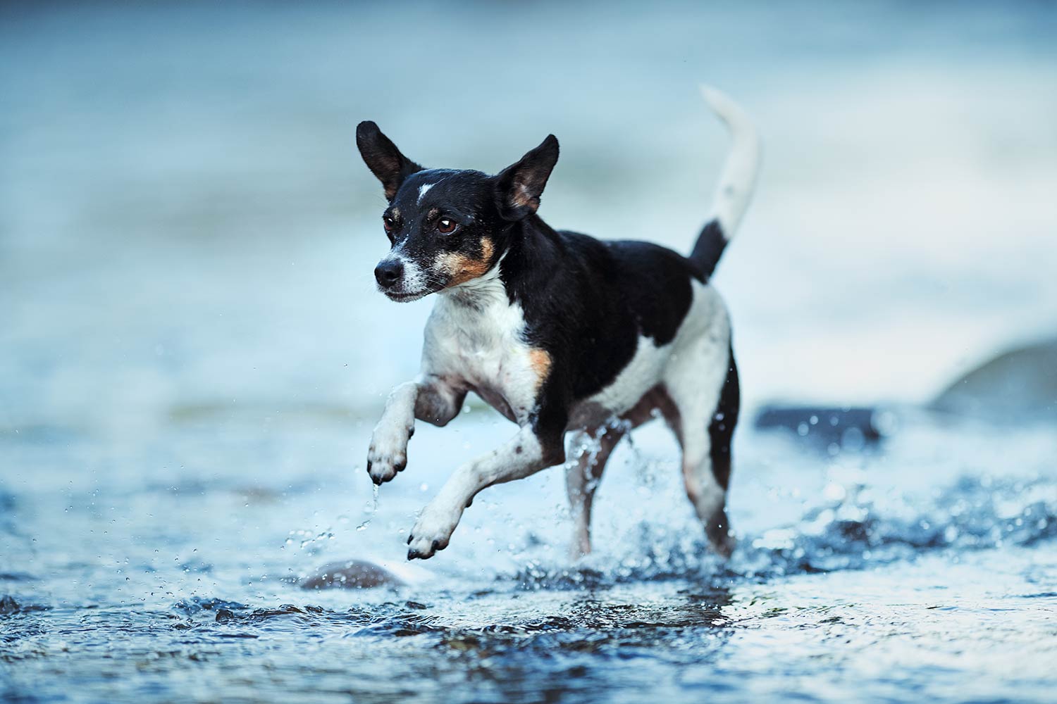 Ein schwarz-weisser Hund sprintet energisch durch flaches Wasser bei einem Hundeshooting