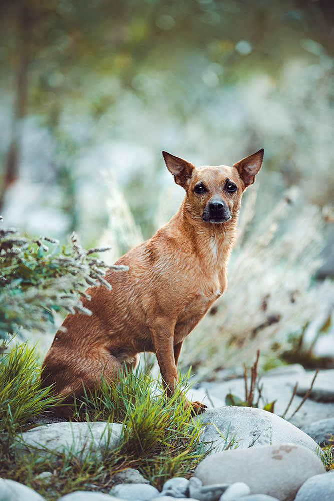 Ein kleiner, brauner Hund steht auf Kieselsteinen am Ufer eines Baches und blickt aufmerksam.