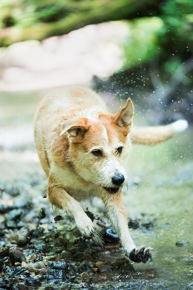 Ein goldfarbener Hund schüttelt sich das Wasser aus dem Fell bei einem Hundeshooting während er durch einen Bach wadet.