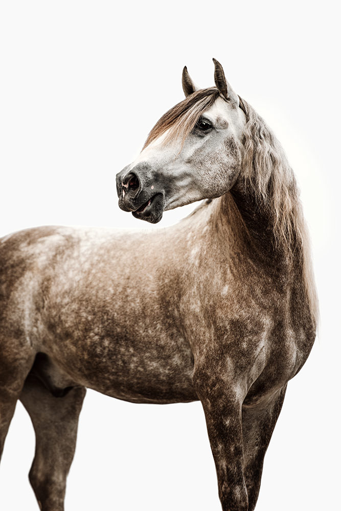 Ein majestätisches apfelschimmel Lusitano blickt nach links, isoliert vor einem weissen Hintergrund.