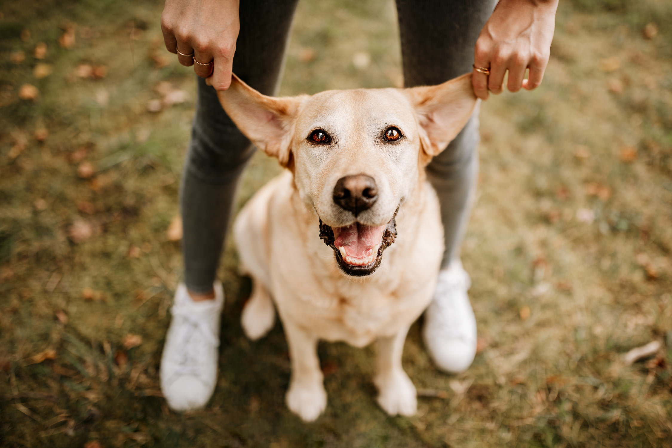 Ein glücklicher Labrador Retriever blickt bei der Hundefotografie in die Kamera, während eine Person seine Ohren sanft hoch hält.