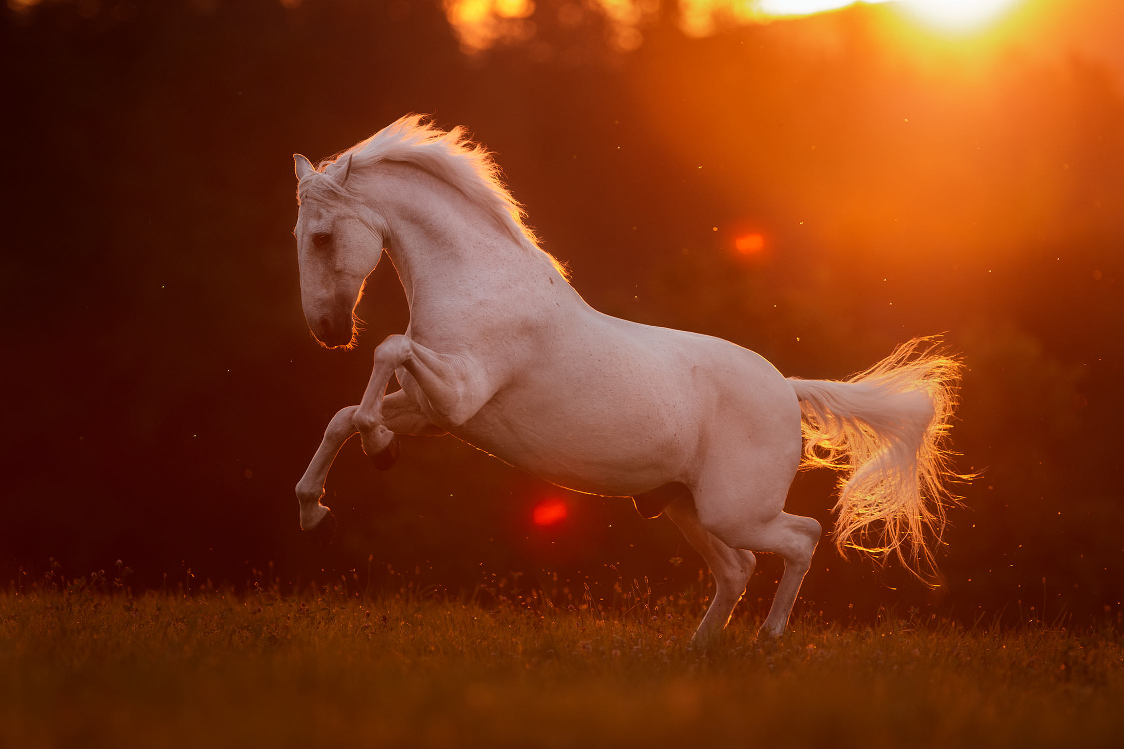 Ein weisses Pferd, das kraftvoll im letzten Licht des Tages auf einer Wiese aufsteigt, eine Szene voller Dynamik und Schönheit.