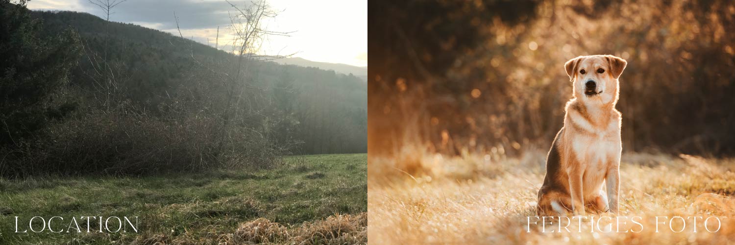 Zwei Bilder, die erst einen leeren, winterlichen Wald zeigen und dann einen aufmerksamen, goldbraunen Hund, der im Gegenlicht der Sonne sitzt