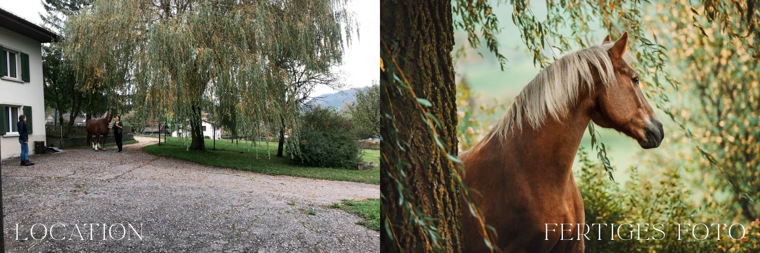 Die erste Aufnahme zeigt einen leeren Hof mit Bäumen, die zweite ein majestätisches Pferd, das von Ästen umrahmt wird.