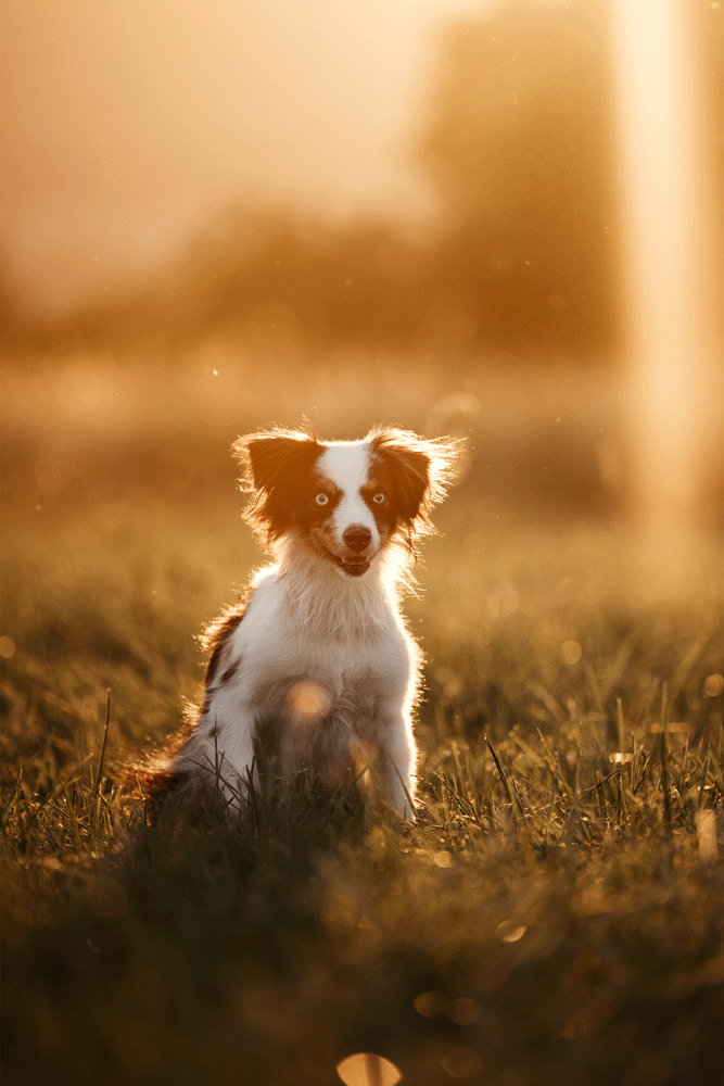 Ein Miniature American Shepherd springt im goldenen Sonnenlicht auf einer Wiese und blickt direkt in die Kamera.