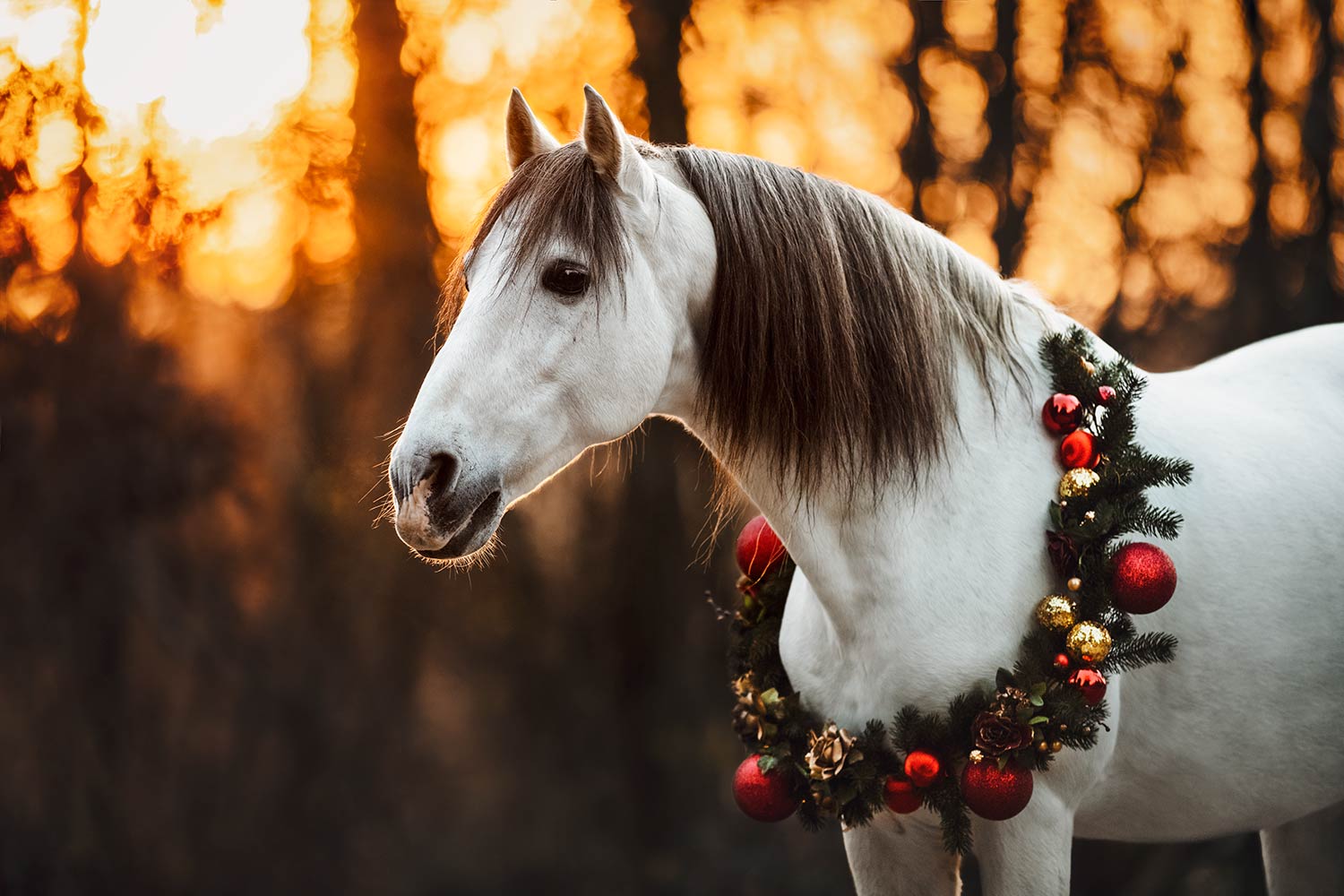 Ein weisses Pferd mit einem festlichen Kranz vor einem verschwommenen Wald im Sonnenuntergang.