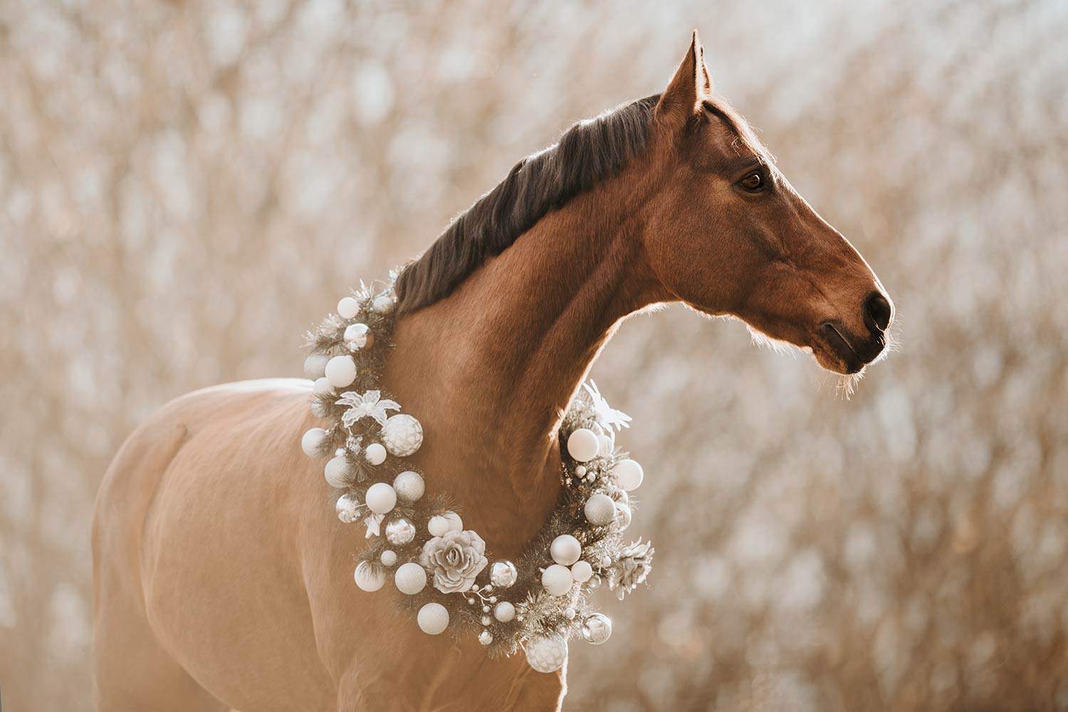 Ein braunes Pferd mit einem weissen Weihnachtskranz im sanften Licht eines Wintertages.