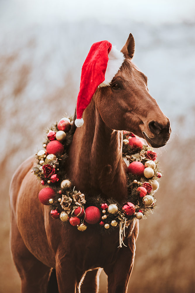 Weihnahctskranz Pferde-Shooting: Ein braunes Pferd mit Weihnachtsmütze und einem festlichen Kranz aus roten und goldenen Kugeln und Blumen um den Hals.