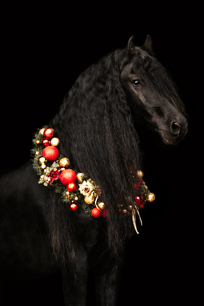 Ein schwarzes Pferd bei einem Weihnachtskranz Pferde-Fotoshooting vor einem schwarzen Hintergrund.