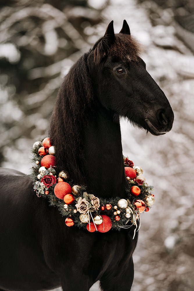 Ein schwarzes Pferd mit einem roten Weihnachtskranz um den Hals steht in einer verschneiten Winterlandschaft.