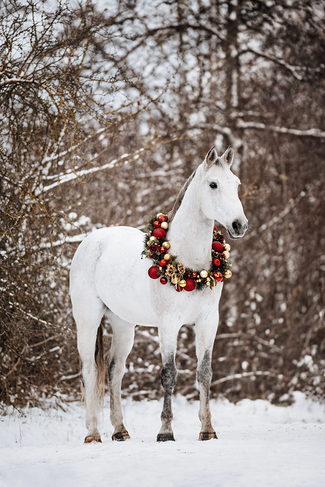 Ein weisses Pferd steht im Schnee und trägt einen reich geschmückten Kranz aus roten und goldenen Kugeln - Weihnachtskranz Pferde-Fotoshooting