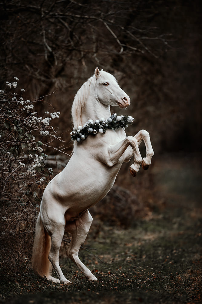Ein steigendes Pferd mit einem silbernen Weihnachtskranz posiert elegant vor einem dunklen, winterlichen Buschhintergrund.