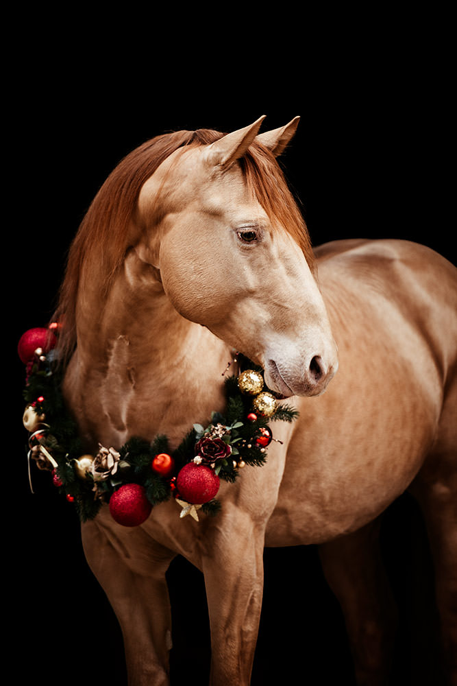 Ein Palomino Pferd mit einem festlichen Kranz aus roten und goldenen Kugeln um den Hals vor einem schwarzen Hintergrund.
