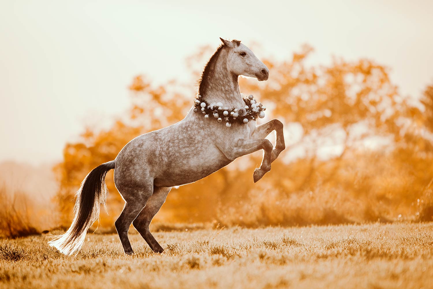 Ein Pferd im Steigen, geschmückt mit einem Weihnachtskranz aus weissen Kugeln und Blumen, gegen einen warm getönten Herbsthintergrund.