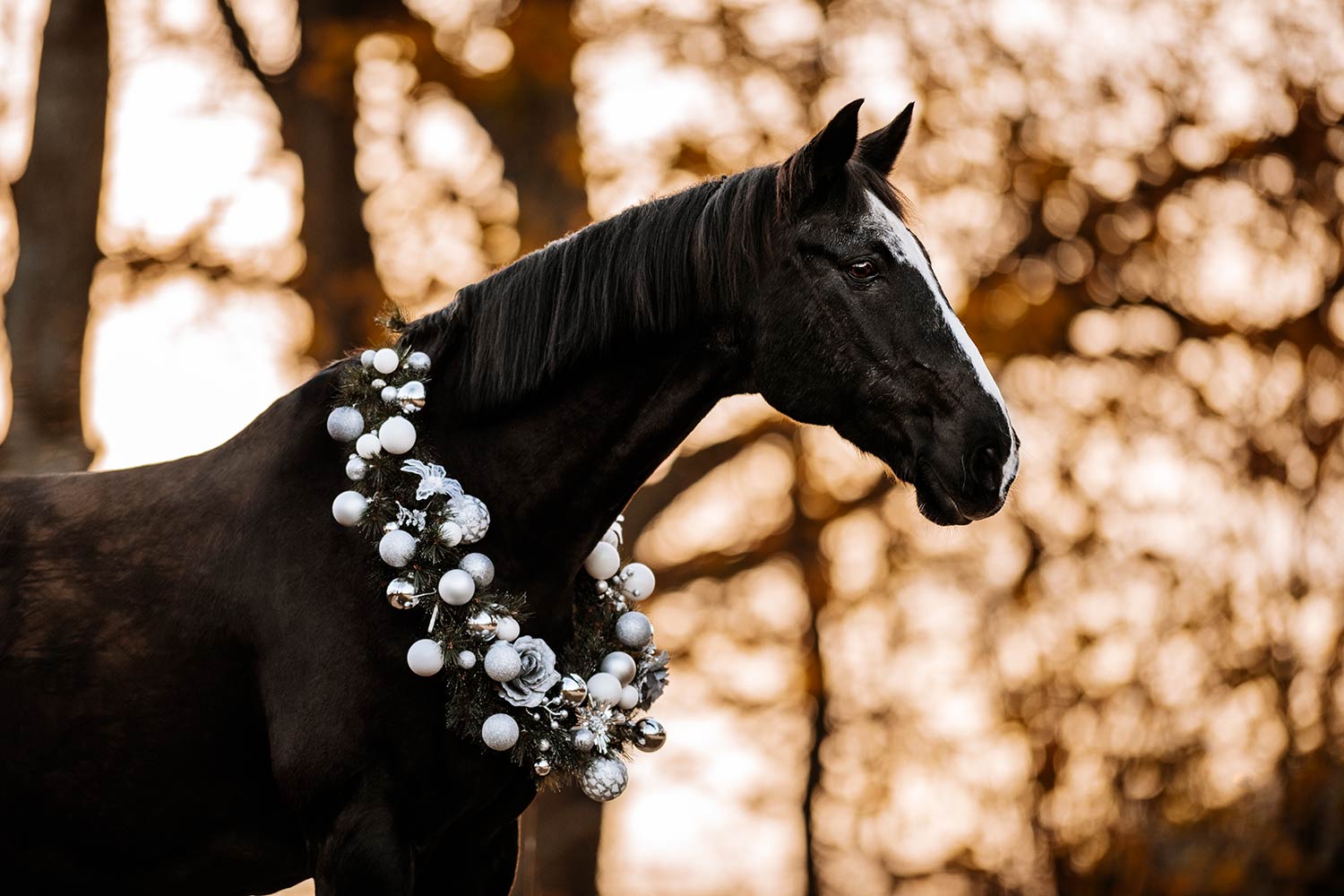 Ein schwarzes Pferd mit einem Weihnachtskranz aus weissen Kugeln und Dekorationen vor einem winterlichen Hintergrund.