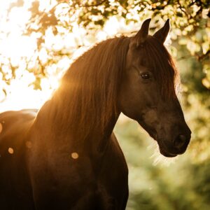 Webinar-Licht-Fotografen_02