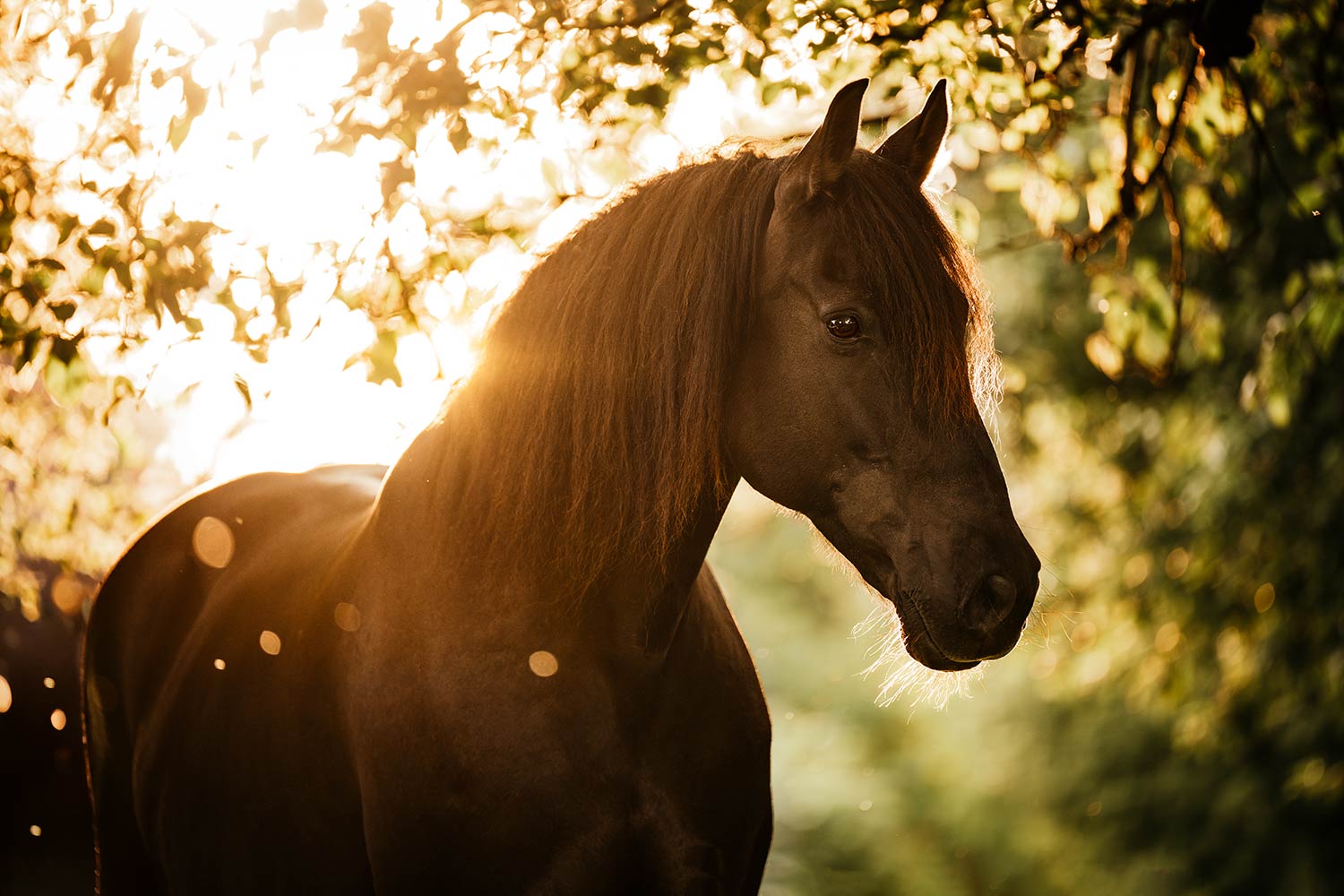 Licht sehen & verstehen: Die perfekte Lichtsetzung für natürliche Fotos