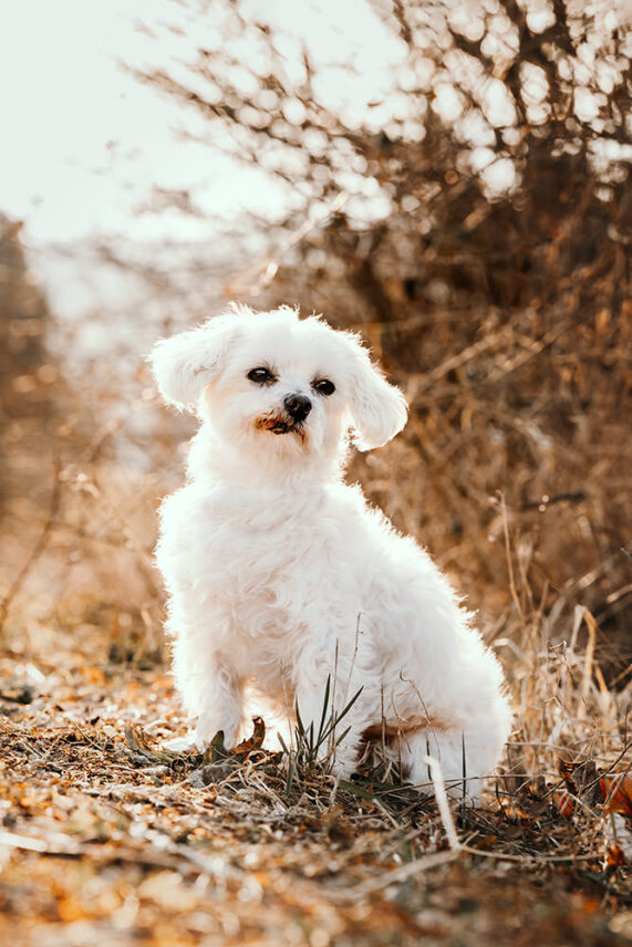 Hundefotoshooting_04.jpg