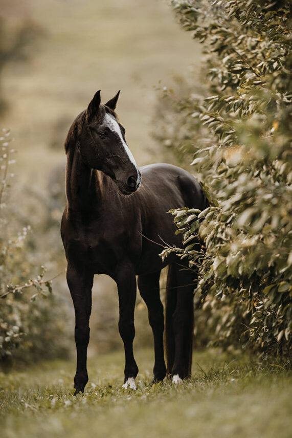 Pferdefotografie_099.jpg