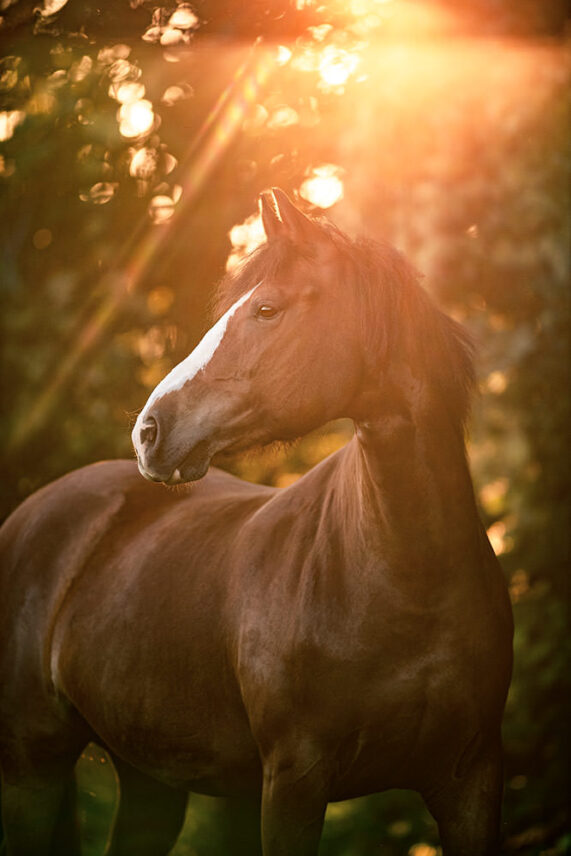 Pferdefotoshooting_18.jpg