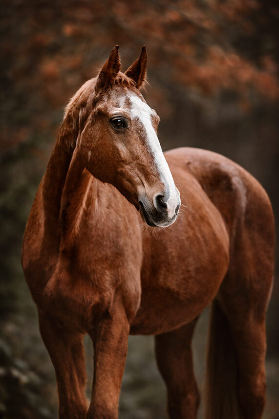 Pferdefotoshooting_19.jpg