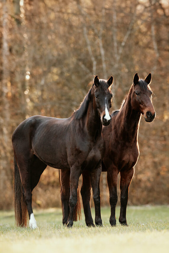 Pferdefotoshooting_Basel_06.jpg