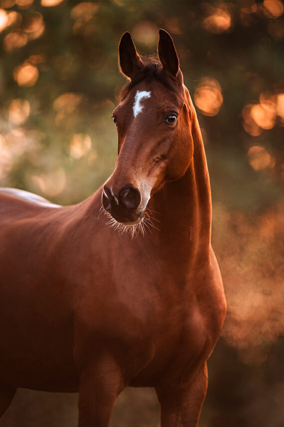 Pferdefotoshooting_Schweiz_01.jpg