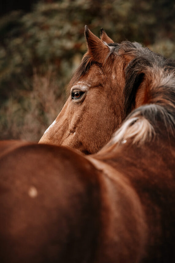 Pferdefotoshooting_Schweiz_03.jpg