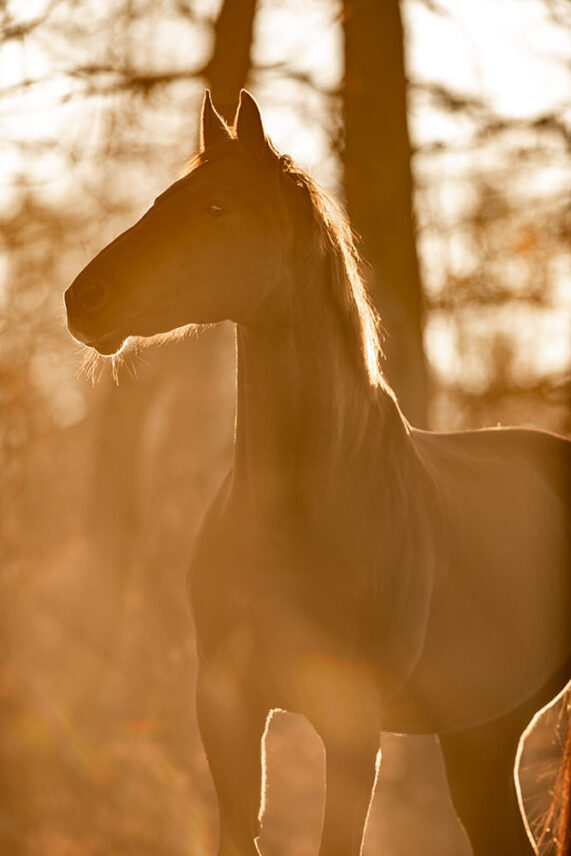 Pferdefotoshooting_Schweiz_06.jpg