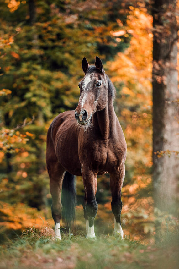 Pferdefotoshooting_Schweiz_09.jpg