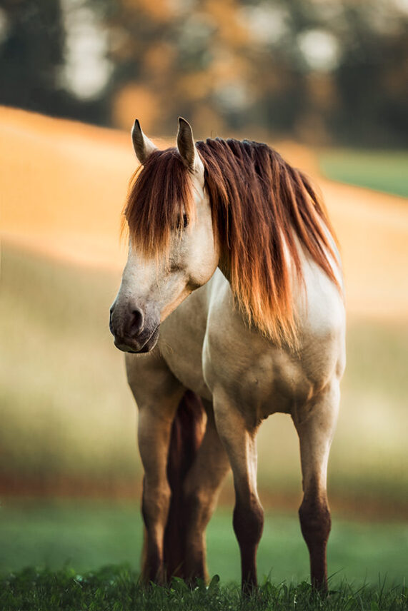 Pferdefotoshooting_Schweiz_11.jpg