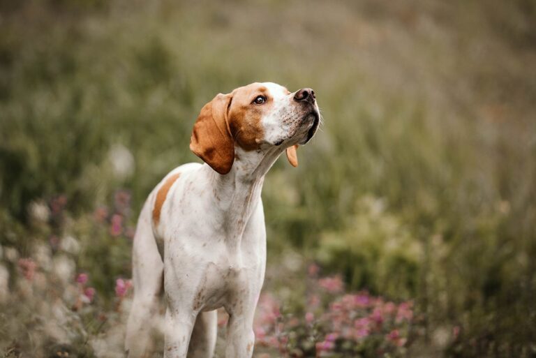 hundefotoshooting_10-600x401.jpg