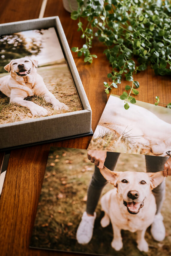 Fotobox mit Bilder aus einem Hundeshooting mit einer Labrador Hündin