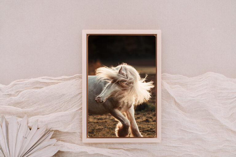 Holdbild mit dünnem Rahmen, dass eine Tinker Stute zeit, die ihre lange Mähne schüttelt