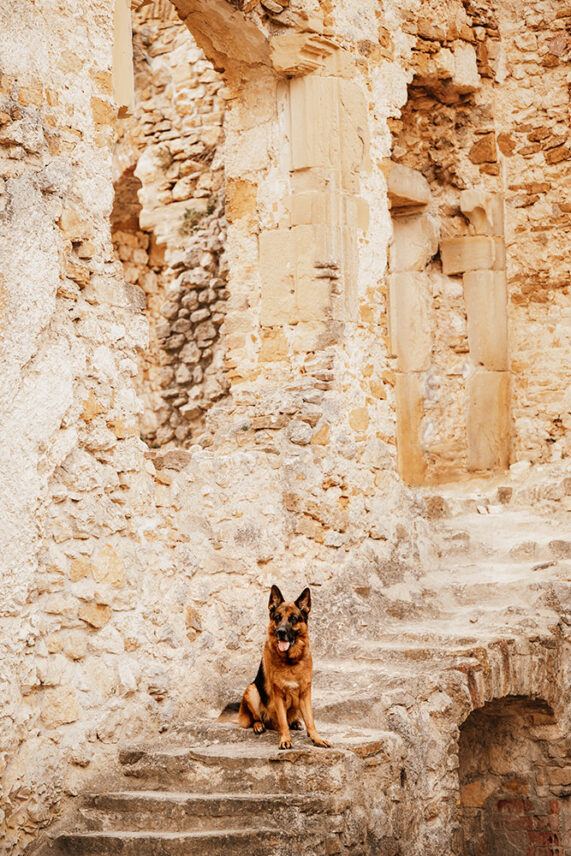 Hundefotografie_Burgruine_052-571x856-1.jpg