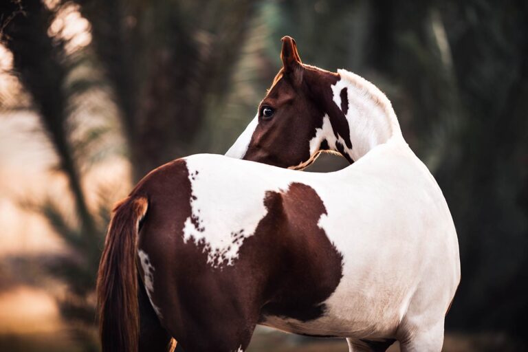 Ein Marwari-Pferd mit braun-weißer Scheckung schaut über seine Schulter vor einem unscharfen Hintergrund mit Bäumen.