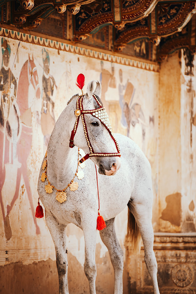 Ein weisses Marwari-Pferd, dekoriert mit traditionellem Schmuck, steht majestätisch in einer reich verzierten indischen Tempelnische.