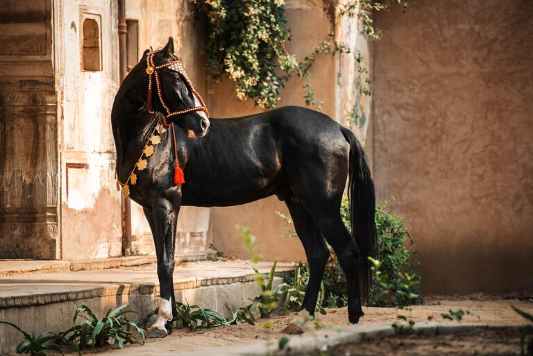 Ein prächtig geschmücktes schwarzes Marwari-Pferd in einer historischen Palastumgebung, die Eleganz und Tradition verkörpert.