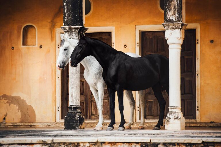 Ein schwarzes und ein weisses Marwari-Pferd stehen nebeneinander, gestützt von Säulen einer traditionellen indischen Architektur.