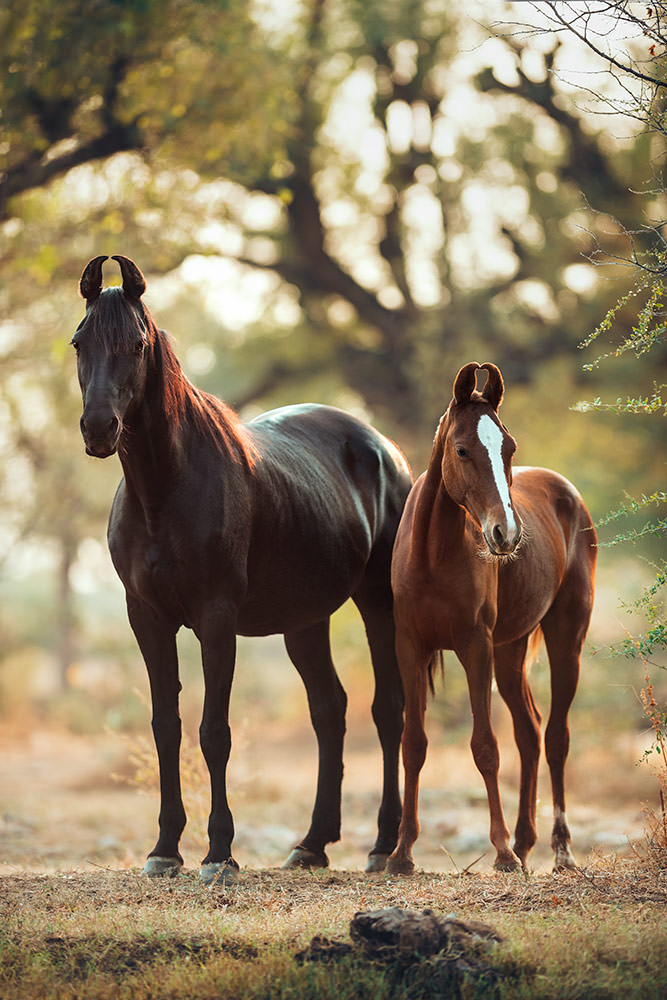 Zwei Marwari-Pferde, eines schwarz und das andere braun, stehen friedlich nebeneinander, das Spiel von Licht und Schatten einfangend.