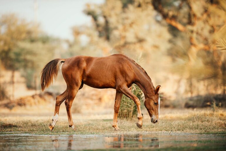 Ein braunes Marwari-Pferd beugt sich, um zu trinken, und spiegelt sich in der stillen Wasseroberfläche wider, umgeben von einer sanften Landschaft.
