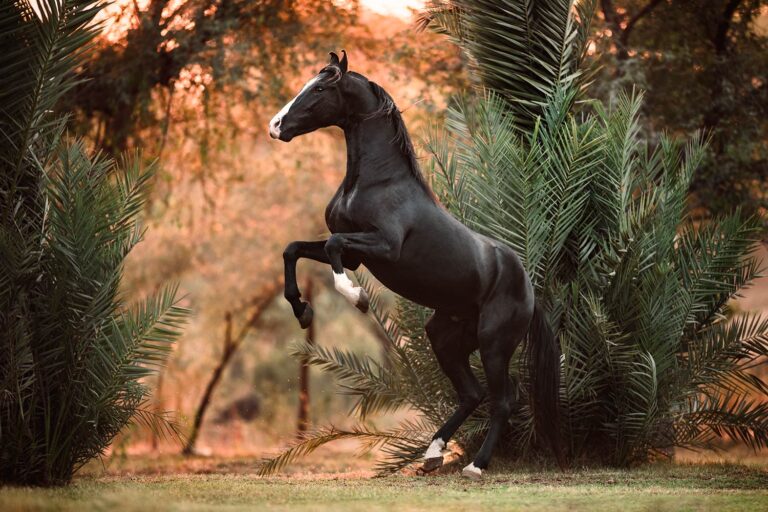 Ein elegantes schwarzes Marwari-Pferd erhebt sich auf seine Hinterbeine inmitten eines Palmenhains.